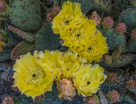 Lobivia famatimensis - cactus blooming with a yellow flower in the spring collection, Ukraine