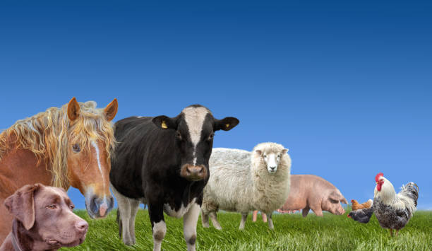 istock Farm animals collection on the green meadow 1258273660