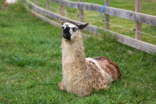 istock Llama Relaxes by Wooden Fence 1258274171
