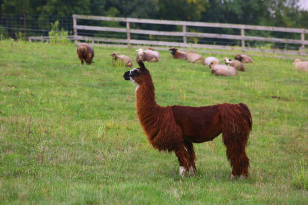 istock Llama Standing in a Pasture With Sheep in Background 1258274175