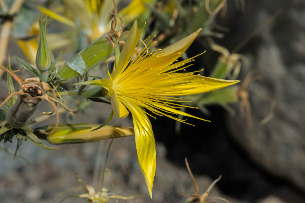Mentzelia laevicaulis is a showy wildflower native to western North America. Its common names include giant blazing star and smoothstem blazing star. Onion Valley, Inyo National Forest, Sierra Nevada Mountains, California. mentzelia laevicaulis es una llamaosa flor silvestre nativa del oeste de américa del norte. sus nombres comunes incluyen estrella gigante ardiente y estrella ardiente de sabor suave. valle de cebolla, bosque nacional inyo, sierra nevada, california.