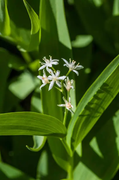 Photo of Maianthemum stellatum, star-flowered false Solomon's seal, starry false Solomon's seal; or little false Solomon's seal, or simply false Solomon's seal; starry false lily-of-the-valley; Panicled false solomon's seal. East Side of Sierra Nevada Mountains, I