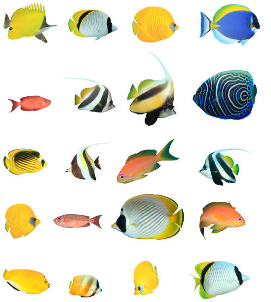 Reef fish isolated on white background Variety of tropical saltwater fish from the Indian and Pacific Ocean and Red Sea, cut out on white background humphead wrasse stock pictures, royalty-free photos & images