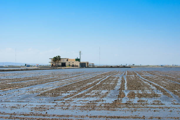 rizières près de valence. - corn crop irrigation equipment agriculture leaf photos et images de collection