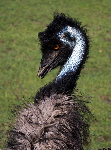 Emu Profile stock photo