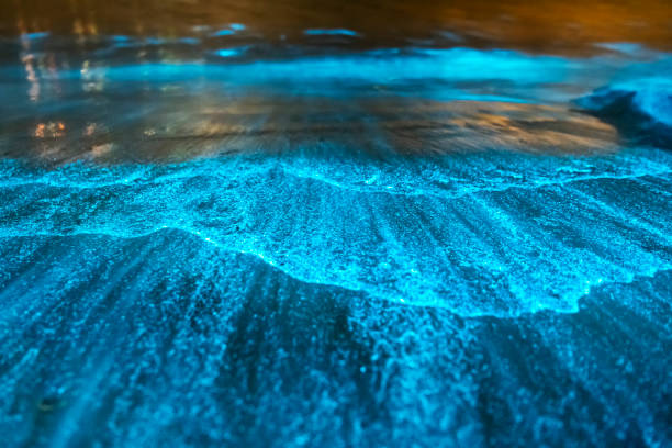 Bioluminescence Bioluminescence Jervis Bay, Australia protozoan stock pictures, royalty-free photos & images
