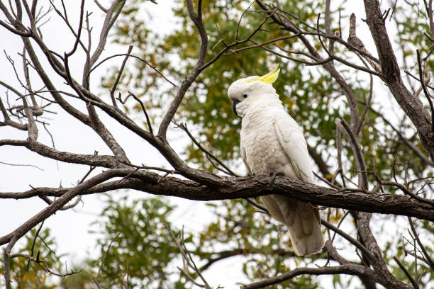 istock A sulphur crested cockatoo 1258298988