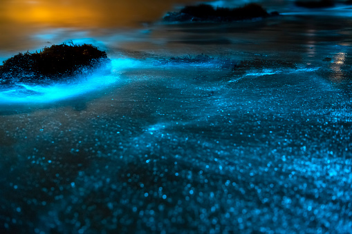 Bioluminescence Jervis Bay, Australia
