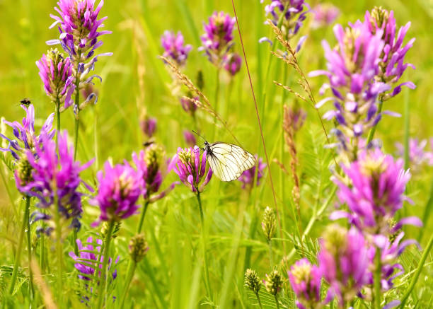 Cabbage butterfly sitting on a bright pink field flowers in a dense green grass. Beauty, freshness, cleanliness, without people. Nature of Siberia, Novosibirsk region, Russia, 2020