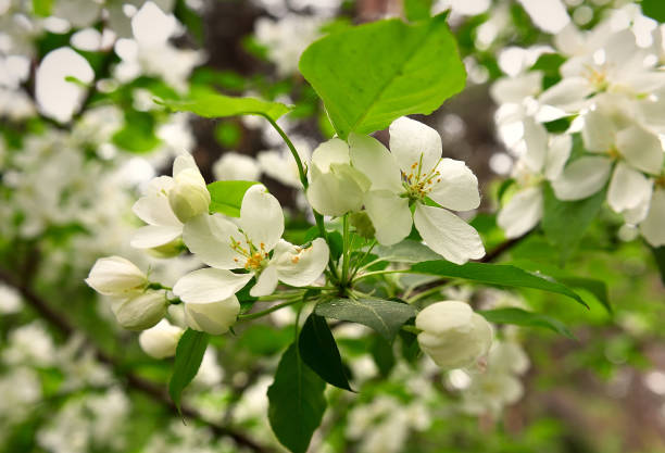 istock White flowers on a branch close up 1258304156