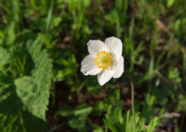 istock White field flower close up 1258304174