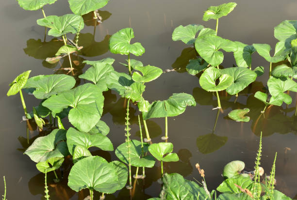 istock Water Lily leaves in the wate 1258304179