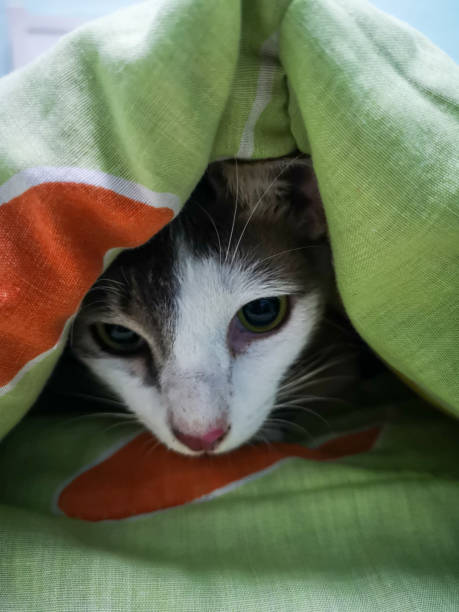 istock Cat playing hide and seek at home 1258331807