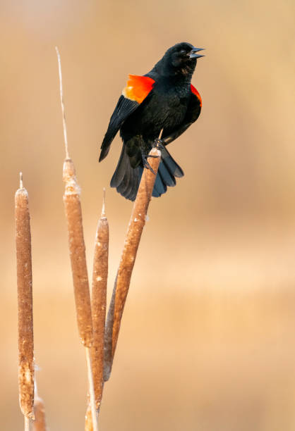 istock Red-winged Blackbird Calling on a Cattail in a Wetland Marsh 1258339035