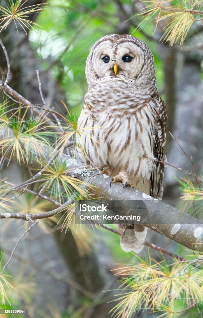 Barred Owl Close Up Barred Owl (Strix varia) perched in a pine tree at daytime. Maine Owl Stock Photo