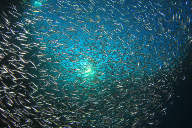 istock Sardines, mackerel and tuna underwater 1258341124