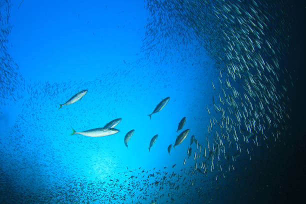 istock Sardines, mackerel and tuna underwater 1258341468