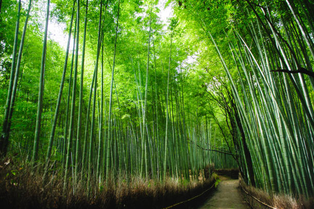 istock Bamboo forest 'Chikurin' in Arashiyama, Kyoto, Japan. 1258349507