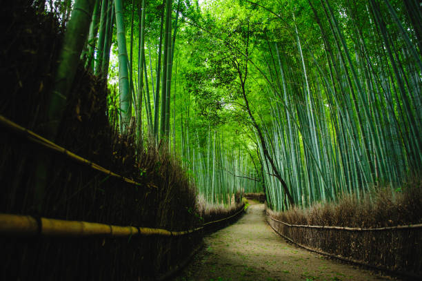 istock Bamboo forest 'Chikurin' in Arashiyama, Kyoto, Japan. 1258351589