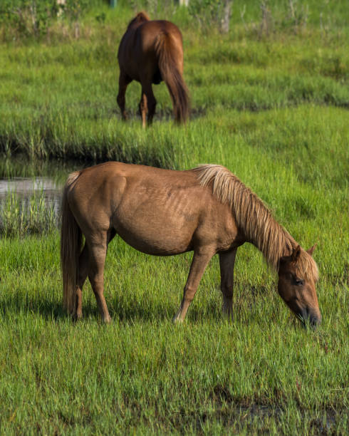 istock Assateague Island Ponies on the seashore 1258353261