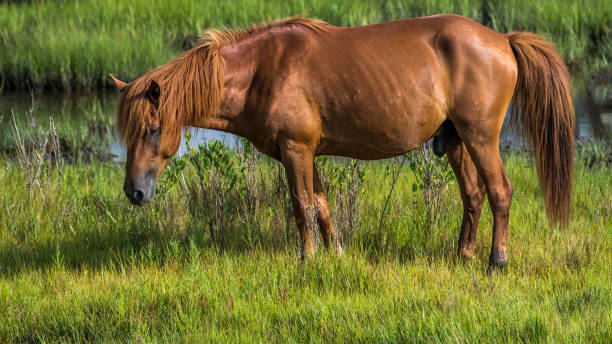 istock Assateague Island Ponies on the seashore 1258353273