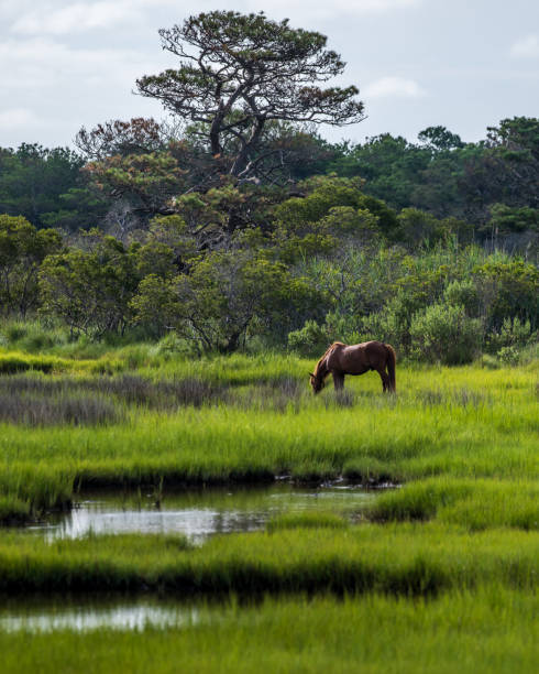 Assateague Island Ponies on the seashore