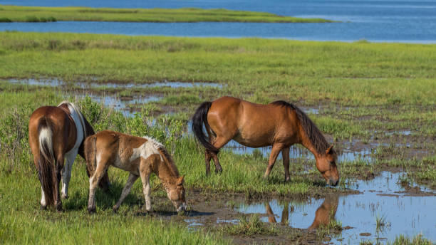 istock Assateague Island Ponies on the seashore 1258353804