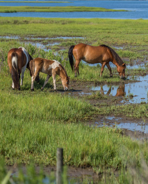 istock Assateague Island Ponies on the seashore 1258353806
