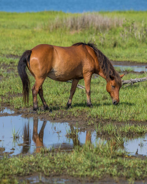 istock Assateague Island Ponies on the seashore 1258353815
