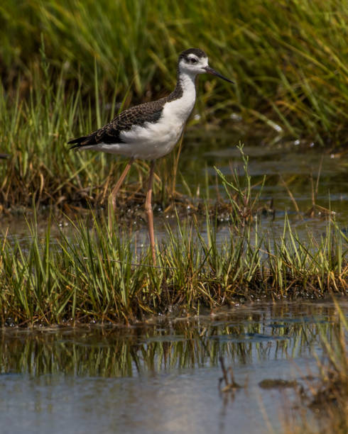 istock Stilt Bird at Assateague Island 1258355918