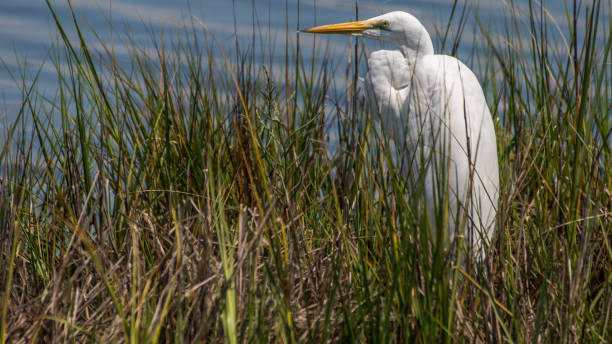 istock Egrets at Assateague Island 1258355925