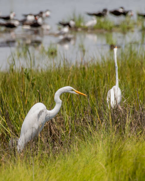 istock Egrets at Assateague Island 1258356985