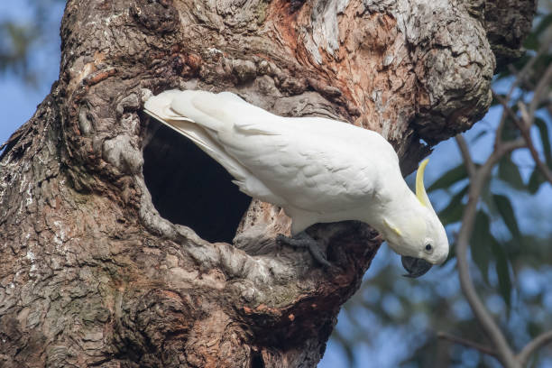 istock Sulphur-crested Cockatoo 1258365791