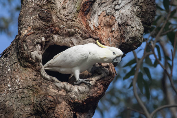 istock Sulphur-crested Cockatoo 1258365803