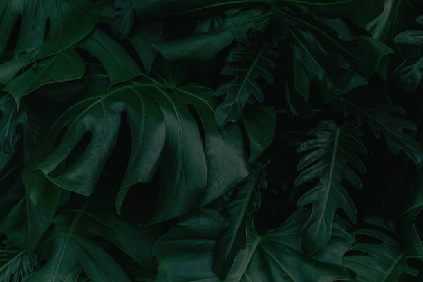 istock abstract green leaf texture, nature background, tropical leaf 1258394995
