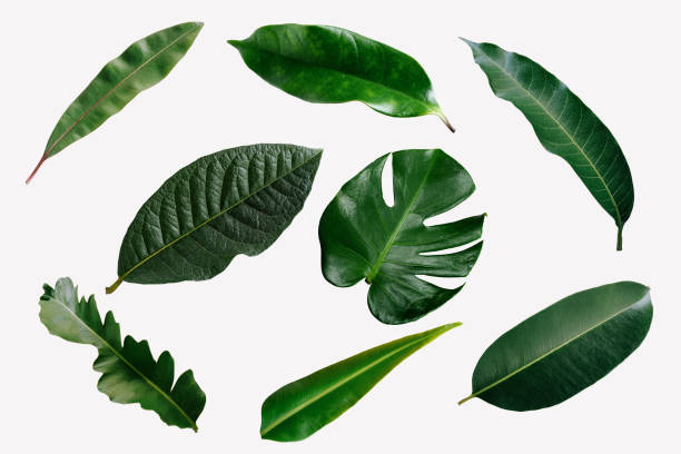 abstract green leaf texture, nature background, tropical leaf