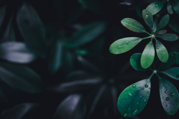 istock Selective focus closed up tropical summer green leaf background with sunlight. 1258405647