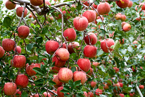 Fuji apples become red and sweeter when it gets colder.