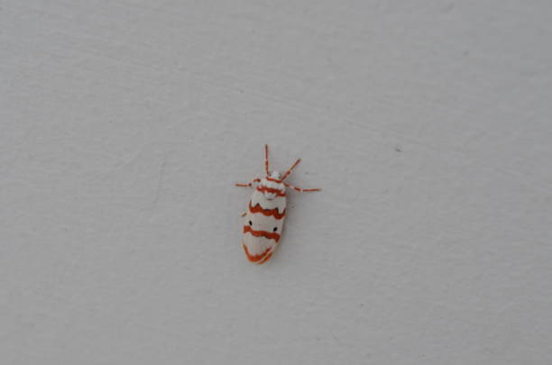 istock Cyana moth, tiger moth Erebidae Lepidoptera white orange and black coloured. 1258417590