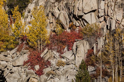 Red Osier & Aspens in Autumn, Cornus ericea & Populus tremuloides, near South Lake, Bishop Creek, Inyo National Forest, California; Family Cornaceae and Salicaceae