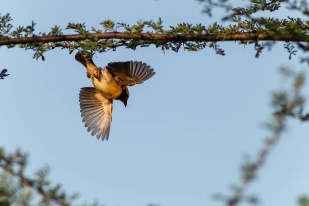 istock Yellow Baya weaver 1258430514
