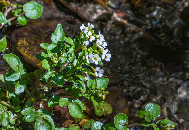 Watercress (Nasturtium officinale) is a fast-growing, aquatic or semi-aquatic, perennial plant native to Europe and Asia.  East Side of Sierra Nevada Mountains, Inyo National Forest, McGee Creek Canyon, Mono County, California. Watercress (Nasturtium officinale) is a fast-growing, aquatic or semi-aquatic, perennial plant native to Europe and Asia.  East Side of Sierra Nevada Mountains, Inyo National Forest, McGee Creek Canyon, Mono County, California. watercress stock pictures, royalty-free photos & images