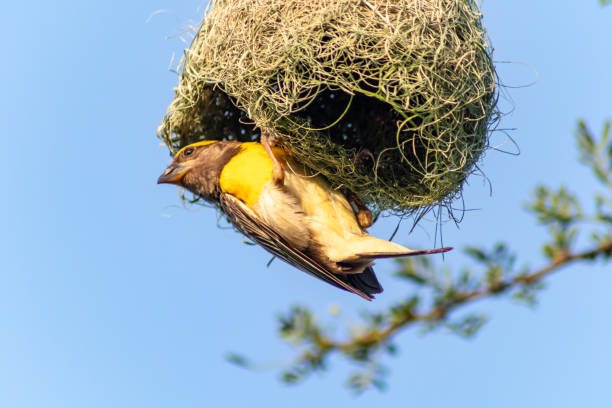 istock Baya weaver Closeup 1258432065