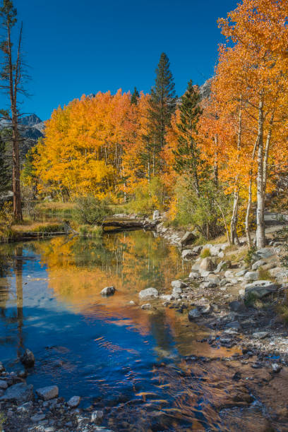 istock Weir pond with quaking aspens in full fall color and reflections in the middle fork of the Bishop Creek in Inyo National Forest, East side of the Sierra Nevada Mountains of California. 1258432587