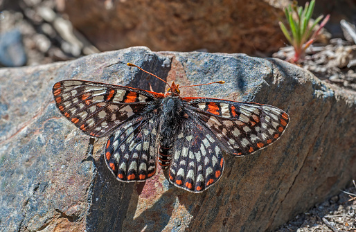 Variable Checkerspot or Chalcedon Checkerspot, Euphydryas chalcedona,  common in western North America from Alaska to Baja California. McGee Creek in Inyo National Forest on the east side of the Sierra Nevada Mountains of California.