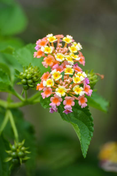 istock Lantana camara flowers 1258434207