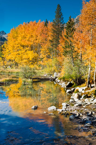 istock Weir pond with quaking aspens in full fall color and reflections in the middle fork of the Bishop Creek in Inyo National Forest, East side of the Sierra Nevada Mountains of California. 1258437886