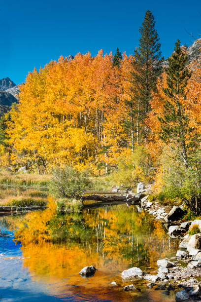 istock Weir pond with quaking aspens in full fall color and reflections in the middle fork of the Bishop Creek in Inyo National Forest, East side of the Sierra Nevada Mountains of California. 1258438428