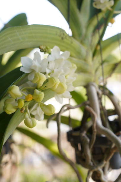 istock Beautiful orchid flower on natural background. 1258440671