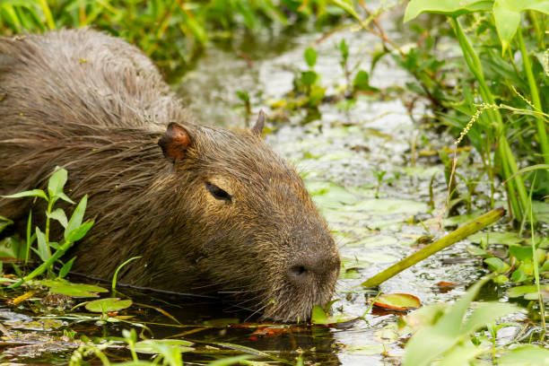 istock Capibara resting in Ibera Wetland 1258451733